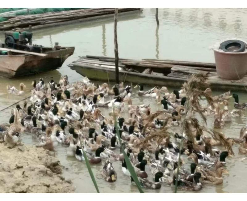 純放養(yǎng)青頭鴨、三那土雞、鳳尾菇 原生態(tài)產(chǎn)品